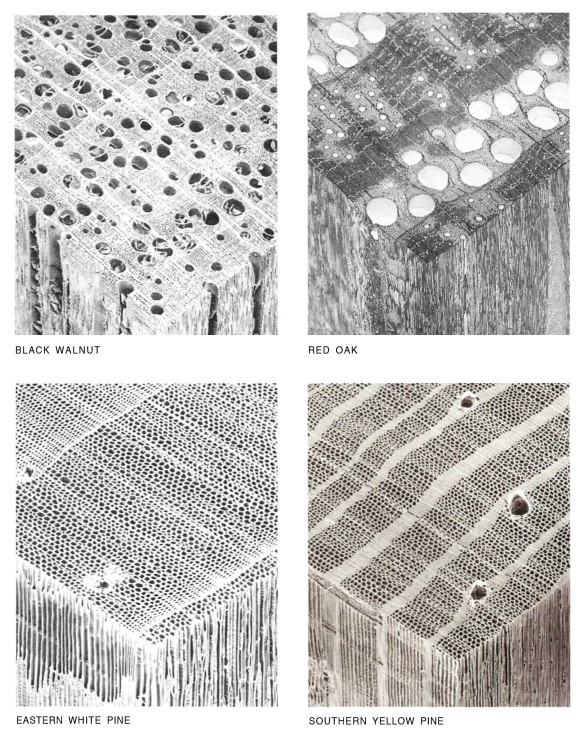 Characteristic cell structure and the differences between hardwoods and softwoods is visible in these photos made with a scanning electron micro- scope. Cross-sectional surface is upper- most, radial plane is lower left, and the tangential plane is lower right. (Hoadley, 2000, Understanding Wood, pp.17)