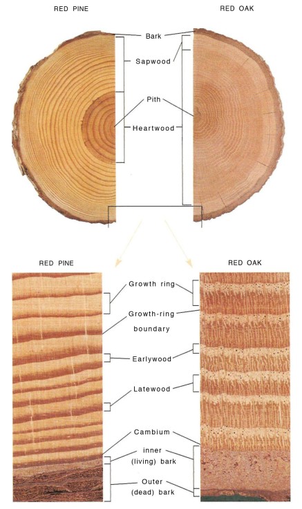 Stem cross sections (top) and detail (bottom) show gross and fine structures of a typical softwood, red pine (Pinus resinosa), and a typical hardwood, northern red oak (Quercus rubra). In red pine, narrow rays are too small to be seen without magnification, while portions of the large rays in the red oak are visible to the naked eye. Hoadley, 2000, Understanding Wood, pp.7.